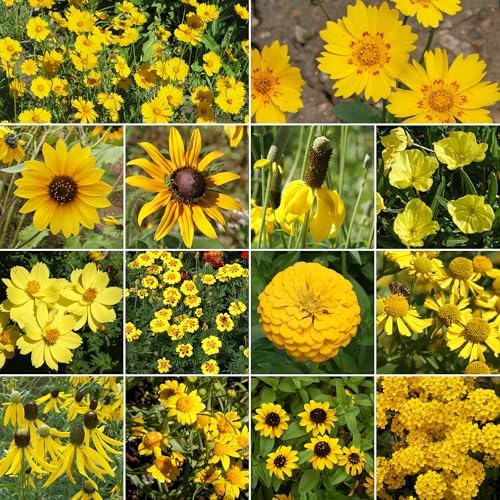 Ferry-Morse Yellow Bulk Wildflower Seeds, 320,000+, 1 lb - Image 2