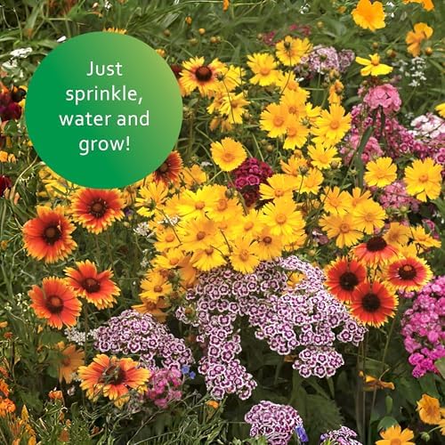 Earth Science Perennial Wildflower Mix—6 lb—3-in-1 Formula with Premium Wildflower Seeds, Plant Food and Soil Conditioners - Non-GMO, Natural Ingredients - Image 4