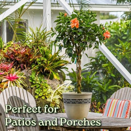 Braided Live Hibiscus Tree - Double Peach Flower - Tropical Plants of Florida - Overall Height 38" to 44" (Plant Only) - Image 4