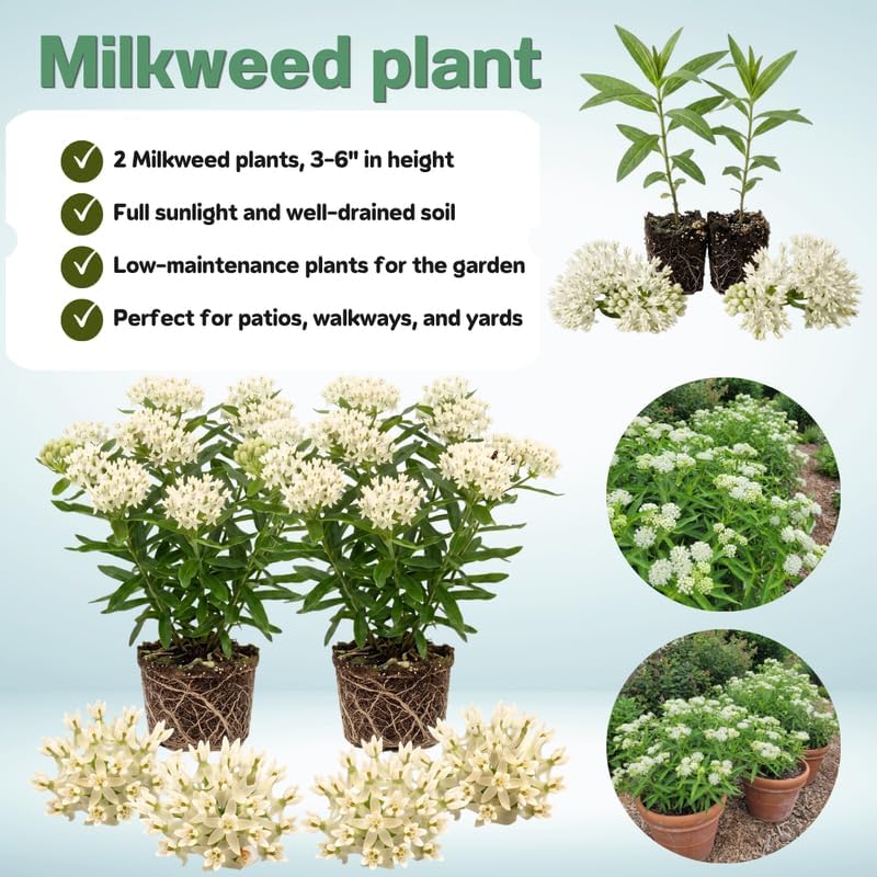 2 White Milkweed Live Plants, 3-6 Inch Tall - Image 3