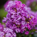 Purple Crape Myrtle Shrub/Tree - 6-12" Tall Live Plant by Unknown