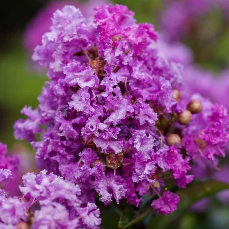 Purple Crape Myrtle Shrub/Tree - 6-12" Tall Live Plant by Unknown