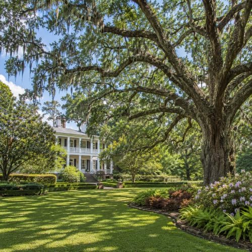 Southern Live Oak Tree | Quercus Virginiana | 50 Live Plants | Durable Picturesque Shade Tree | Dark Green Foliage - Image 2