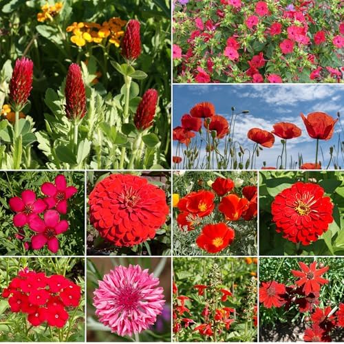 Ferry-Morse Red Bulk Wildflower Seeds, 440,000+, 1 lb - Image 2