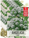 Seed Needs Angelica Seeds to Plant an Herb Garden - 5 Packs by SeedNeeds