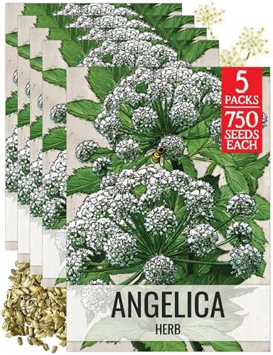 Seed Needs Angelica Seeds to Plant an Herb Garden - 5 Packs by SeedNeeds