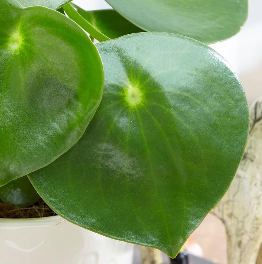Variety of Peperomia Live Plant for Houseplant Tropical Shurb 4" Pot (Raindrop Peperomia Plant) - Image 3