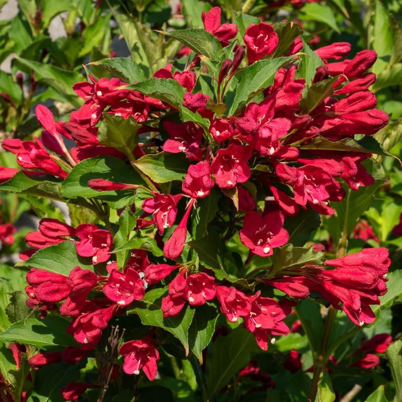 Red Weigela Live Plant, 4" Pot, Vigorous Flowering Shrub for Pollinator Gardens and Yards - Image 7