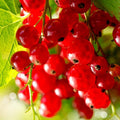 Red Currant Bush Live Plant, Cold Hardy Berry Bush Shrub, 5-9 Inch Tall by HILROQG