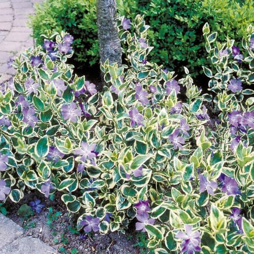 36 Mixed Vinca Plants Live, Bloom Plant, 6 Inch Tall - Image 3