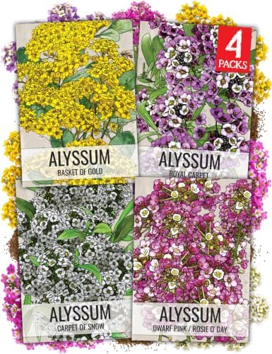 Seed Needs Alyssum Seeds Variety Pack of 4 Groundcover Flowers to Plant by SeedNeeds