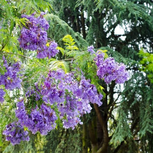 Blue Jacaranda Tree Live Plant, Ornamental Tree, 4-5 Inch Tall, 4 Inch Pot - Image 6