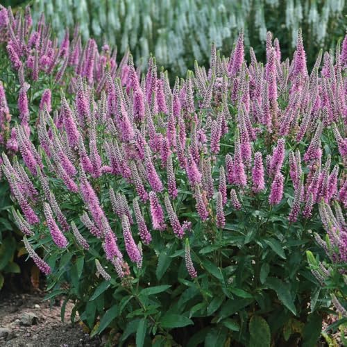 Live Plant from Green Promise Farms - Proven Winners, Veronica Magic Show 'Pink Potion' Spike Speedwell, Pink Flowers - #1 Gallon Size Container - Image 2