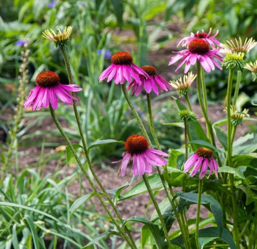 3 Live Purple Coneflower Plants (Echinacea purpurea) Perennial Wildflowers from My Home Park – Individually Potted in 4” Pots – 4–8” Tall on Arrival - Not Seeds – Supports Pollinators – Zones 4–8 - Image 4