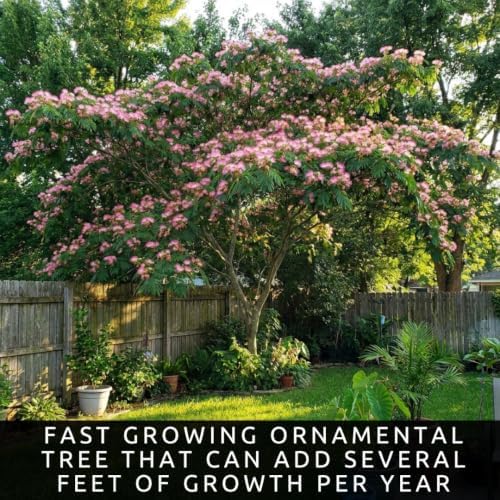 Live Mimosa Tree Seedlings, 5–8 Inch Silk Tree Saplings - Image 6