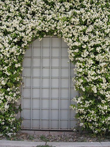American Plant Exchange Live Confederate Jasmine Plant with Fragrant White Flowers, Star Jasmine Plant, Plant Pot for Home and Garden Decor, 10" Pot - Image 5