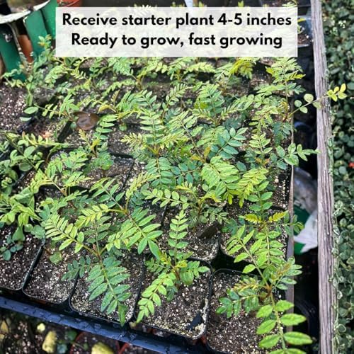 Blue Jacaranda Tree Live Plant, Ornamental Tree, 4-5 Inch Tall, 4 Inch Pot - Image 5