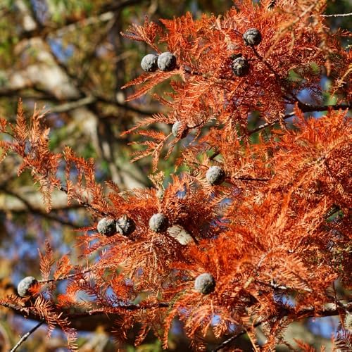 Redwood Tree Live 8-12" Tall in Quart Pot, Fast Growing Redwood Seedling, Low Maintenance, Hardy Ornamental Landscape Tree for Garden & Landscape - Image 6