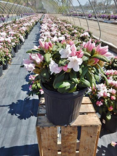 Rhododendron yak. 'Princess' (Rhododendron) Evergreen, light pink flowers that ages to white, #2 - Size Container - Image 3
