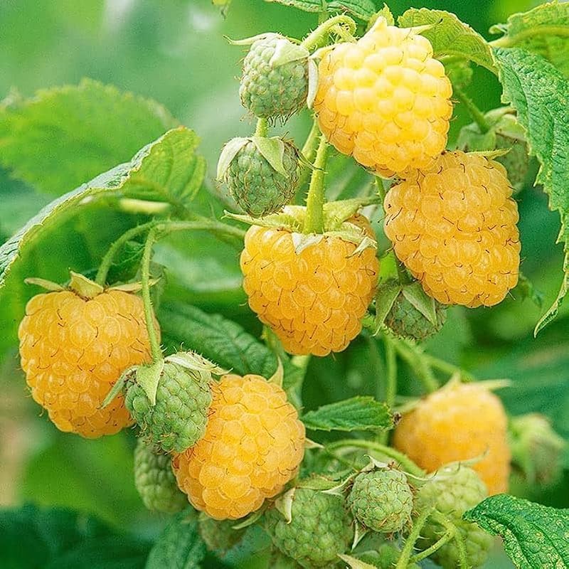 2 Fall Gold Raspberry Live Plants, Backyard Berry Bush Plant, 5-9 Inch Tall - Image 4
