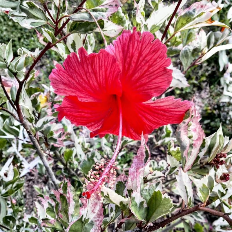 3 Variegated Red Hardy Hibiscus Plants Live, Flowering Shrub, 4-7 Inch Tall - Image 6
