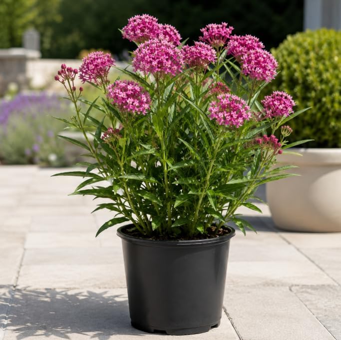 2 Purple Milkweed Live Plants, Colorful Perennial Garden Plants for Outdoor Garden 4-6 Inch Tall - Image 4