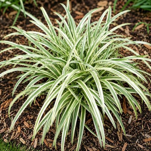 Silver Dragon Lilyturf (Liriope) Grass - Gallon Pot - Image 3