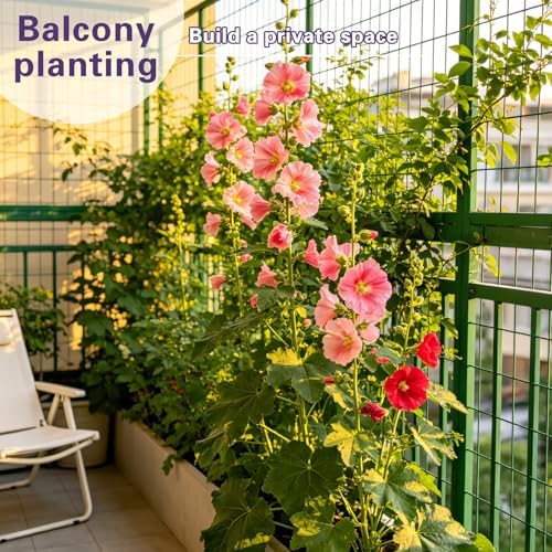 Hollyhock Seeds 1000 pcs Cottage Garden Seeds, Biennial Flowers - Image 3
