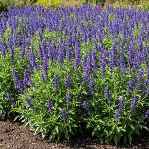 Blue Sage Seeds for Planting, 2000 Salvia Farinacea Wildflower Seeds, Sage Seed for Planting Perennial Gardens, Attract Hummingbirds and Butterflies Naturally - Image 7