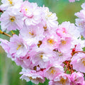 Cherry Blossom Tree Live Plant, Outdoor Garden Tree, 2.5 Inch Pot by Unknown