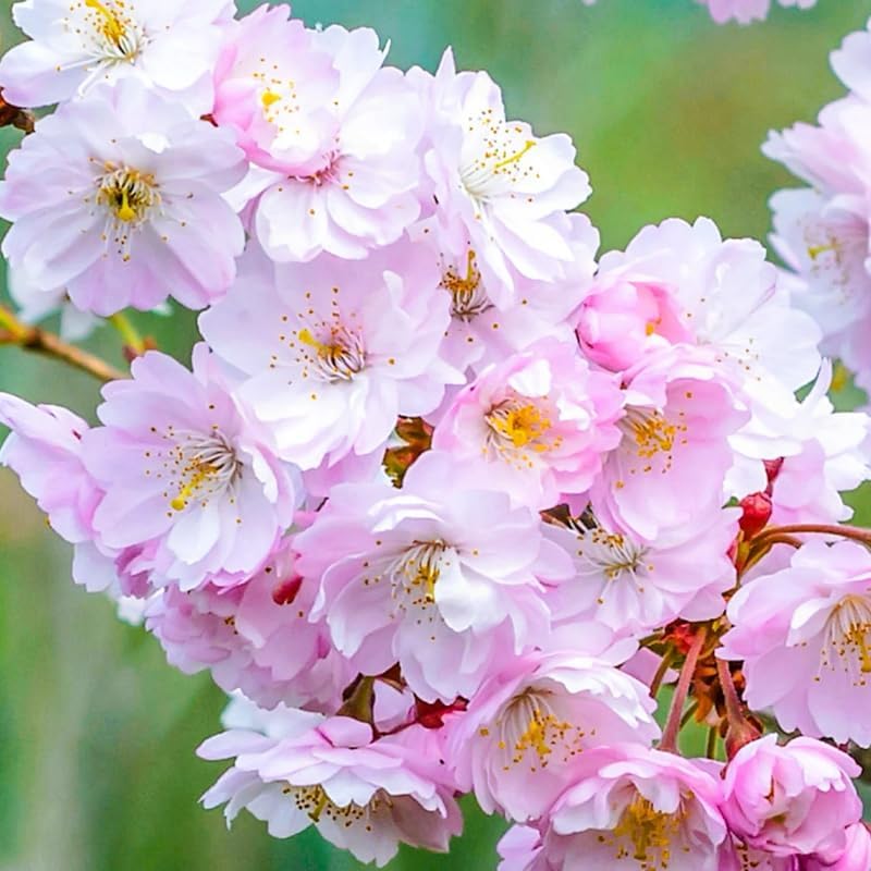 Cherry Blossom Tree Live Plant, Outdoor Garden Tree, 2.5 Inch Pot by Unknown