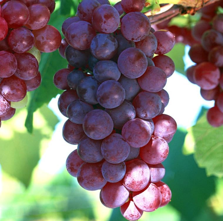 Red Flame Seedless Grape Vine Live Plants, Sweet Grapevine Plants Live for Planting, Climbing Grape Vine, 8-12 Inch Tall, No Pot - Image 7