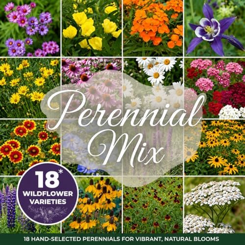 All Perennial Wildflower Seed Mix – 18 Perennial Species, Pollinator Friendly Wildflower Seeds for Meadows & Gardens, No Fillers, USA Grown - 1lb Covers 2,000sq-ft by PaperStreetPerennials
