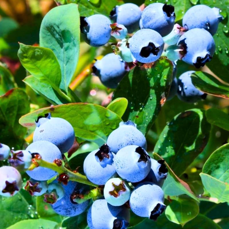 2 Misty Blueberry Bushes Live Plants, Edible Fruit Plant, 5-12 Inch Tall - Image 4