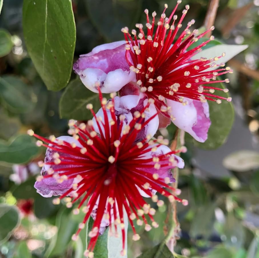 Pineapple Guava Tree Live Plant, Sweet Guavas Plant Tropical Fruit Tree 4-6 Inch Tall - Image 5
