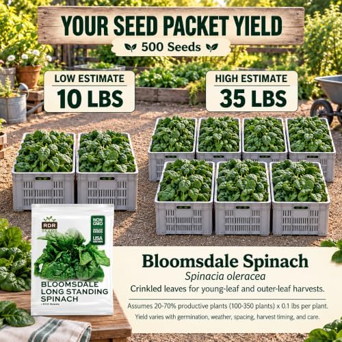 500 Spinach Seeds for Planting - Heirloom, Bloomsdale Long Standing - Image 2