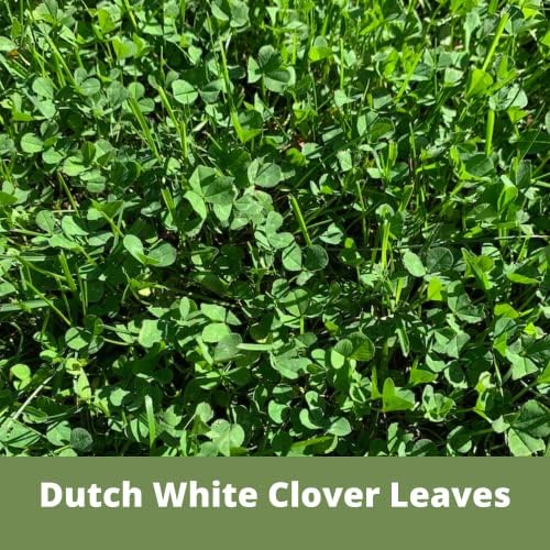 White Dutch Clover Seed, 1 Lb, Organic Coated, Natural Lawn, Ground Cover, Hunting Food Plot, Covers up to 3,600 Sqft - Image 5