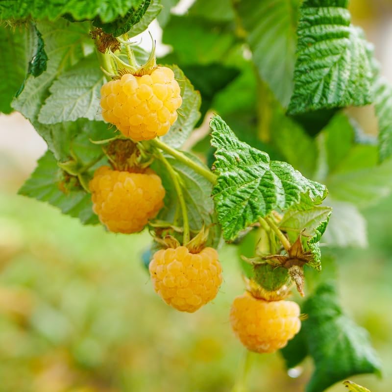 2 Golden Raspberry Live Plants, 5-9 Inch Tall Berry Bushes - Image 3