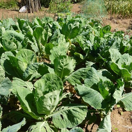 Bulk Collard Green Seeds for Planting - 1 Pound Over 128,000 Heirloom Non-GMO Georgia Southern Collard Seeds - Leafy Greens for Home Vegetable Garden - Image 5