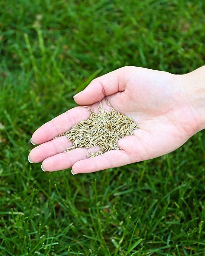 Tuff Turf, Lawn Grass Seed Mixture, 1 lb - Image 4