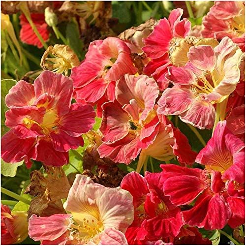 Seed Needs Nasturtium Seeds Cherry Rose 350 Flower Seeds Heirloom Bulk Pack - Image 3