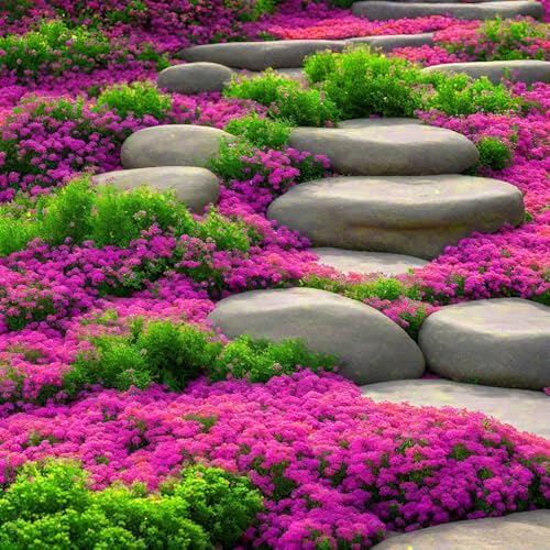 20000pcs Creeping Thyme Seeds for Planting Perennial Ground Cover Plants Heirloom Flowers Non-GMO Thymus Serpyllum Seed - Image 4