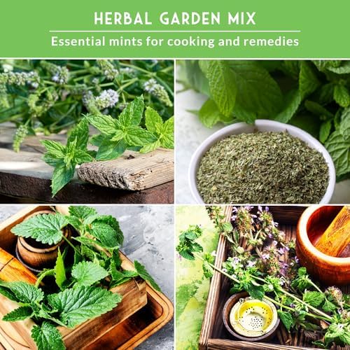Mint Seeds Variety Pack for Planting - Image 4