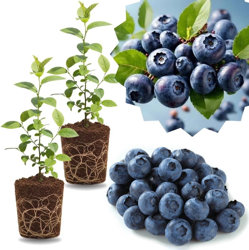 2 Highbush Blueberry Live Plants, Garden Berry Plant, 4-7 Inch Tall by GardenNurserySince1996