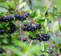 Black Chokeberry Live Plants – Aronia melanocarpa – 1 Year Old Seedlings - Grow Your Own Antioxidant-Rich Superfood Berry Tree – Hardy, Fast-Growing, Ideal for Garden or Container Planting (5 Plants) by CZGrain