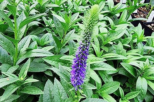Greenwood Nursery: Live Perennial Plants - 'Royal Candles' Spiked Speedwell + Veronica Spicata - [Qty: 3X Pint Pots] - (Click for Other Available Plants/Quantities) - Image 2