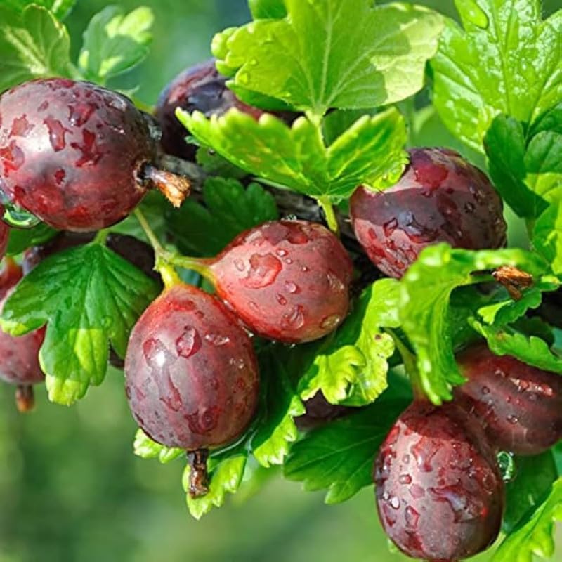 Jeanne Gooseberry Plant Live, Home Garden Berry Bush, 5-9 Inch Tall - Image 3
