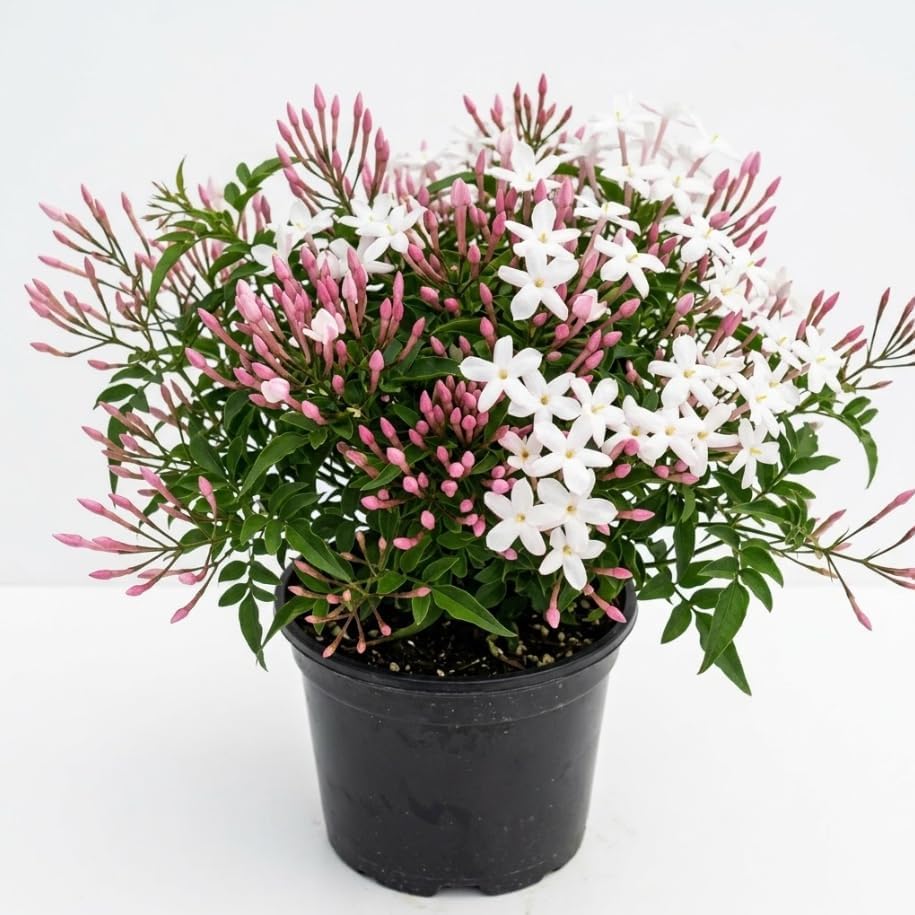 Pink Jasmine Plant Live Winter Jasmine Climbing Jasmines Indoor Shrub Fragrant Flowers 6-12" Tall 4" Pot by Unknown