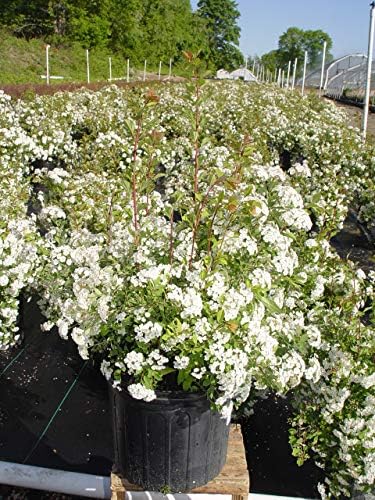 Spiraea vanhouttei 'Renaissance' (Spirea) Shrub, #3 - Size Container - Image 3