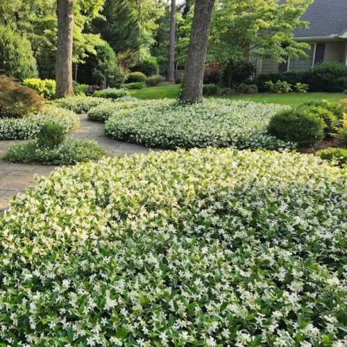 2 Asiatic Jasmine Live Plants, 3-6" Tall Fragrant Flower Plants - Image 7